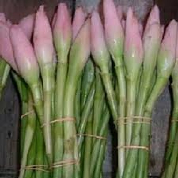 Kecombrang /ikat
