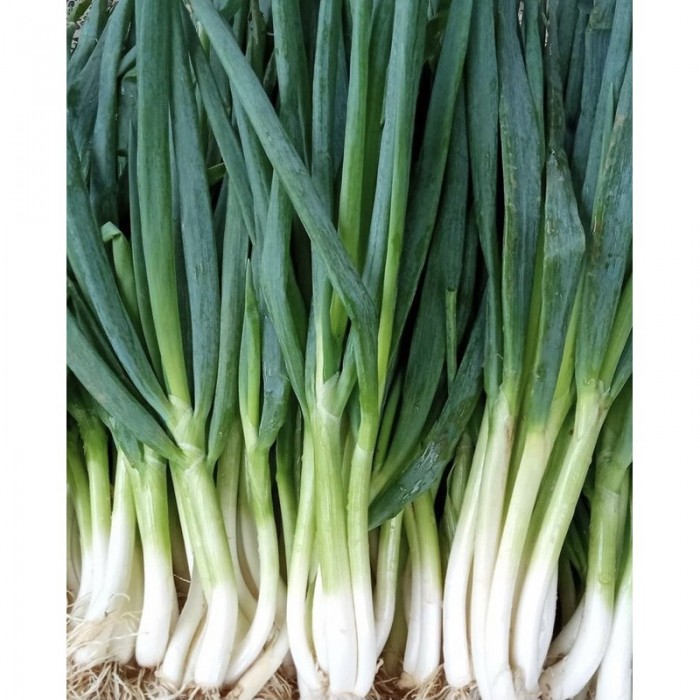 Daun Bawang /Kg